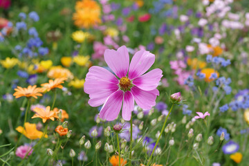 Die hübsche Blüte eines pinkfarbenen Schmuckkörbchens steht in der Mitte einer bunten Blumenwiese