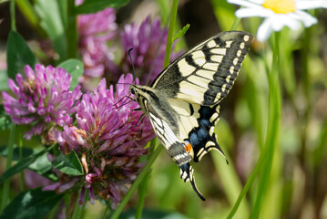 Old World Swallowtail or common yellow swallowtail (Papilio machaon) sitting on pink flower in...