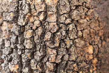 Fondo textura de  un árbol. Vista de frente y de cerca. Enfoque selectuvi