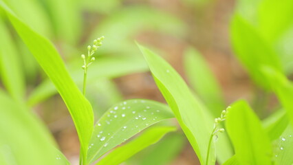 Garden may bells buds, Convallaria majalis on a thin stem in summertime. Close up.