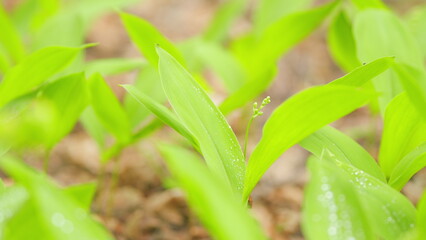 Lily of the valley flowers with white tender little bells. Blossoming convallaria majalis. Close up.