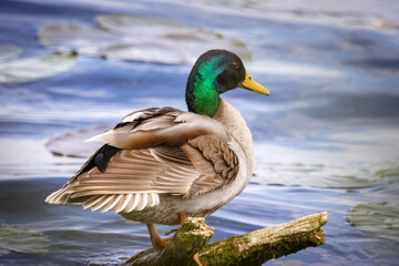 A male mallard stands on a wooden stick over the water perpendicular to the camera lens on a cloudy spring day.