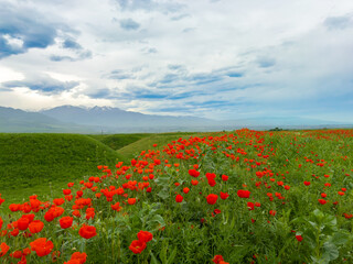 Beautiful flowers of red poppies in the mountains. Spring landscape