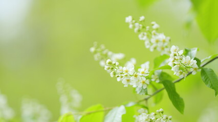 Mayday tree, is a flowering plant in the rose family rosaceae. Mass flowering. Slow motion.