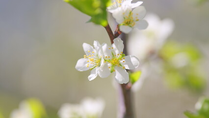 Spring blossom background. Beautiful spring flowers. White cherry flowers. Slow motion.
