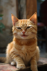 Obraz premium Gato felino estimação raça fofo retrato pet doméstico IA Generativa