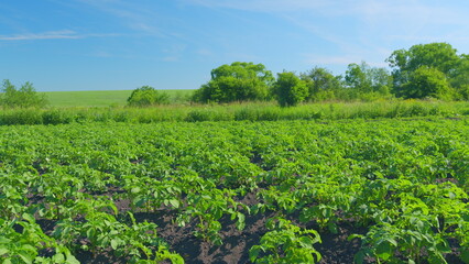 Bushes of young potatoes. Potato plant in vegetable garden. Eco food. Wide shot.