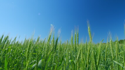Beautiful blue sky. Green wheat field, ears of wheat swaying from gentle wind. Low anlgle view....