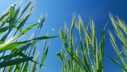 Wheat ears sway in wind. Low anlgle view. Agriculture industry. Beautiful blue sky. Farming wheat on farm. Field of ripe wheat. © artifex.orlova