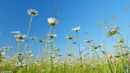 Blooming camomile fluttering on wind in the green field in spring meadow. Low angle view.