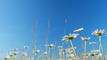 Blooming chamomile in a green field in a spring meadow. White petals with a yellow center. Low...