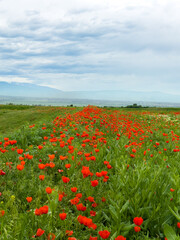 Beautiful flowers of red poppies in the mountains. Spring landscape