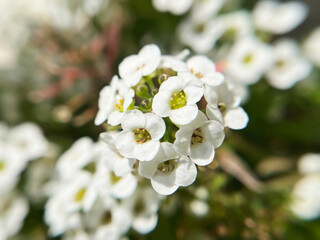 Sweet Alyssum (Sweet Alison, Lobularia Maritima) flowers close up