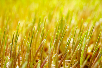 Wheatgrass seedlings close-up, illuminated by the sun. Vegan healthy food.