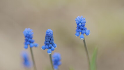 Grape hyacinth or muscari armeniacum, blooming in spring. Summer meadow with blue bell-shaped...