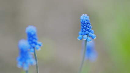 Blue grape hyacinths flowers with blurred background of similar flowers and green leaves. Slow motion.