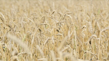 Growing grain of wheat farmer field. Golden ears of wheat swaying in the wind on the field. Slow...