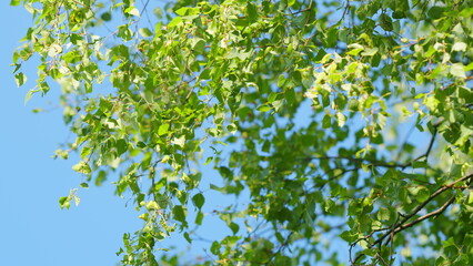 Birch catkins in summer on a blue sky background. Birch flowers against blue sky on sunny summer day. Slow motion.