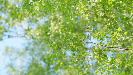 Branch of birch with earrings and green leaves. Summer birch tree close up on blue sky. Slow motion.