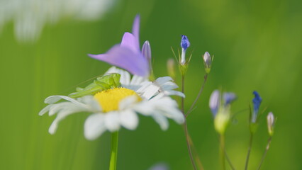 Blooming flower blue Campanula patula. Wildflowers bellflower sway in the wind in field. Close up.