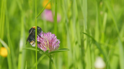 Bumblebee collects honey on a clover flower. Bee collects nectar from a clover flower in a meadow...