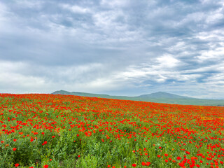 Beautiful flowers of red poppies in the mountains. Spring landscape