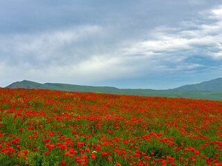 Beautiful flowers of red poppies in the mountains. Spring landscape