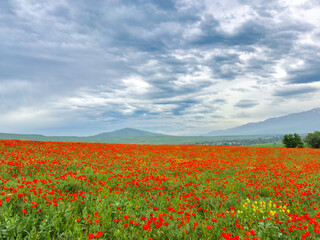 Beautiful flowers of red poppies in the mountains. Spring landscape