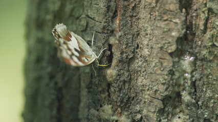 Purple emperor. Butterfly Amur Purple or Apatura iris amurensis on the tree bark. Butterfly on tree trunk in summer forest. Close up.