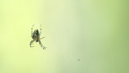 Garden cross spider or araneus diadematus, waiting in its web. Close up.