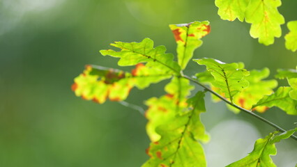 Early autumn. Leafy branch of a common oak. Oak tree with orange and green leaves in early autumn. Bokeh.
