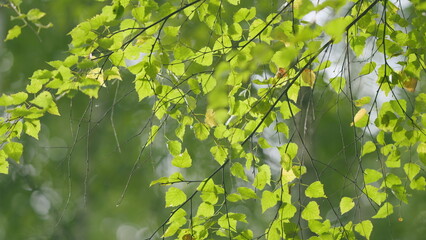 Early autumn, with yellowing leaves. Birch leaves swaying in wind in early autumn in northern...