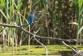 A Common Kingfisher (alcedo atthis) in the Reed - Heilbronn, Germany