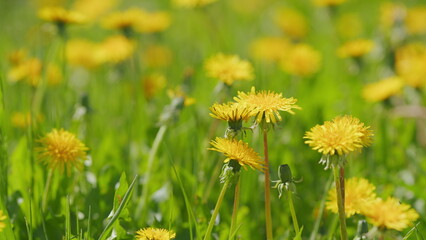 Yellow spring flowers on ground. Yellow dandelion or taraxacum officinale. Slow motion.