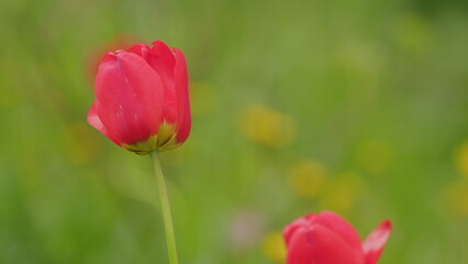 Obraz premium Red beautiful tulip. Bright red tulip flower background. Buds on green stem swaying in spring wind. Slow motion.