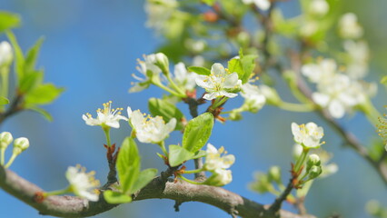 Sakura or cherry blossom flower full bloom. White flowers in the spring garden. Slow motion.