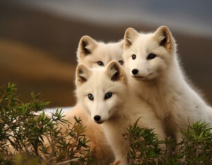 Naklejka premium Hidden in Plain Sight Arctic Foxes and Their Camouflage