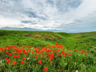 Beautiful flowers of red poppies in the mountains. Spring landscape