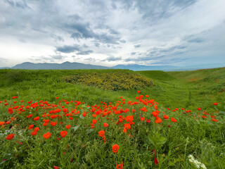 Poppy field in the mountains against a dramatic sky. Kyrgyzstan. Natural landscape