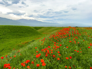 Beautiful flowers of red poppies in the mountains. Spring landscape