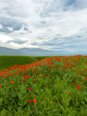 Beautiful flowers of red poppies in the mountains. Spring landscape