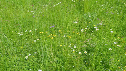 Flower of daisy is swaying in the wind. Chamomile flowers field with green grass.
