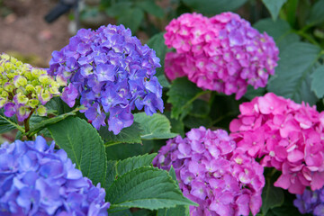 Beautiful purple hydrangea flowers in the garden
