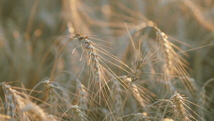 Golden ripe wheat field. Rich harvest concept. Autumnal nature. Peaceful cinematic field. Bokeh.