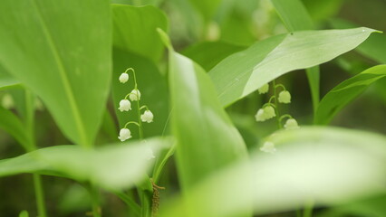 Blooming lily of valley in spring forest. Flowers bells lily of valley wild. Slow motion.