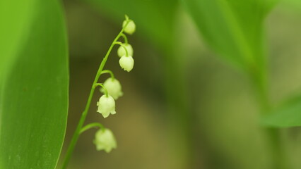 Beautiful forest lily of valley as an element of wildlife. Convallaria majalis. Slow motion.