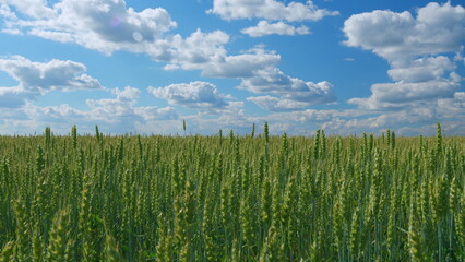 Wheat agriculture harvesting agribusiness concept. Blue sky and clouds. Ears of wheat on the field...