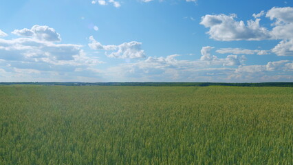 Agriculture, harvest, planting concepts. Agricultural field of green wheat in wind. Wide shot.