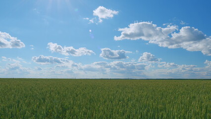 Agriculture farm. Young green ears of wheat. Blue sky and clouds. Agriculture industry. Lifestyle...
