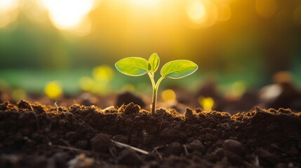 Close up of fertile soil with sunlight shining on it, symbolizing growth and cultivation. Ideal for agricultural themes, gardening blogs, and articles on soil health